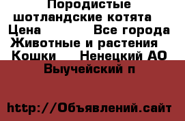 Породистые шотландские котята. › Цена ­ 5 000 - Все города Животные и растения » Кошки   . Ненецкий АО,Выучейский п.